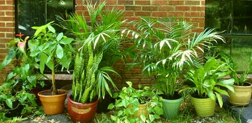 Домашние растения для детей Домашние растения для детей