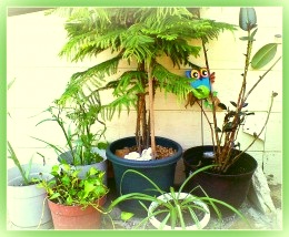 Домашние растения для детей