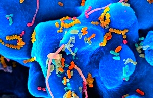 чем опасны вредные бактерии