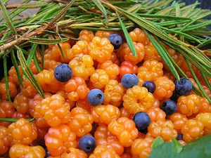 морошка зимняя ягода