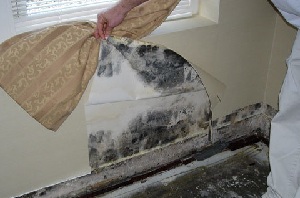 плесень в доме