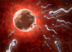 время жизни яйцеклетки после овуляции	