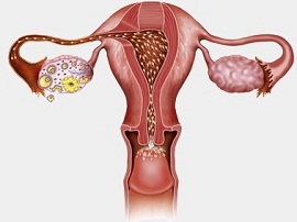 расчитать овуляция